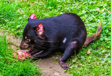 closeup of a tasmanian devil eating meat, Endangered animal specie from Tasmania in Australia clipart