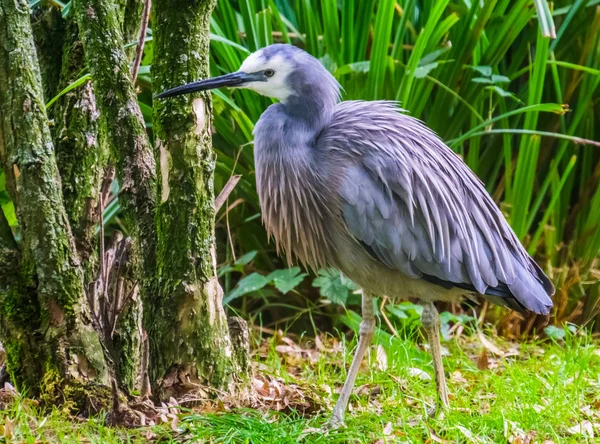 Retrato de cerca de una garza de cara blanca, especie de ave costera tropical de Australia — Foto de Stock