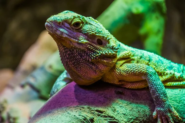 Zbliżenie twarzy brodatej jaszczurki smoczej, gatunek gadów tropikalnych, popularne terrarium w herpetokulturze — Zdjęcie stockowe