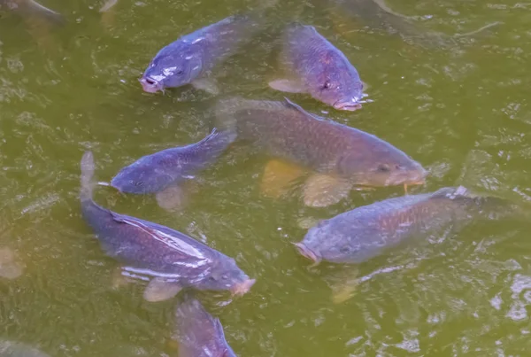 shoal of hungry common carps swimming in the water, popular fresh water fish from Europe, Vulnerable animal specie