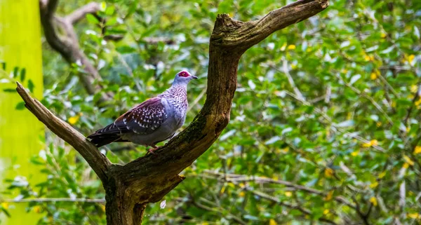 Primo piano di un piccione africano maculato in piedi su un ramo d'albero, specie di colomba tropicale dall'Africa — Foto Stock