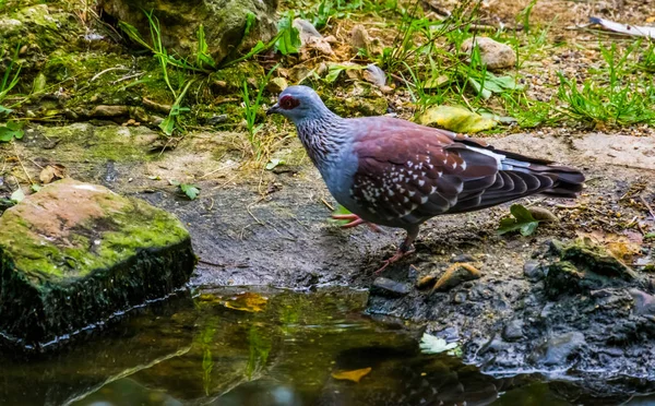 Primer plano de una paloma moteada, Paloma tropical de África, mascota popular en la avicultura —  Fotos de Stock