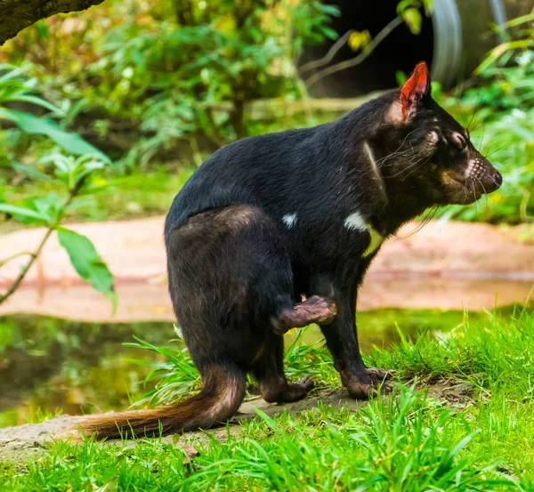 Retrato de primer plano de un demonio tasmaniano, especie animal en peligro de extinción de Tasmania en Australia Imagen De Stock