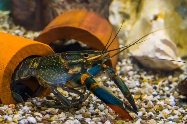 Retrato de cerca de un cangrejo de río australiano, popular mascota de acuario de Queensland en Australia Imagen De Stock