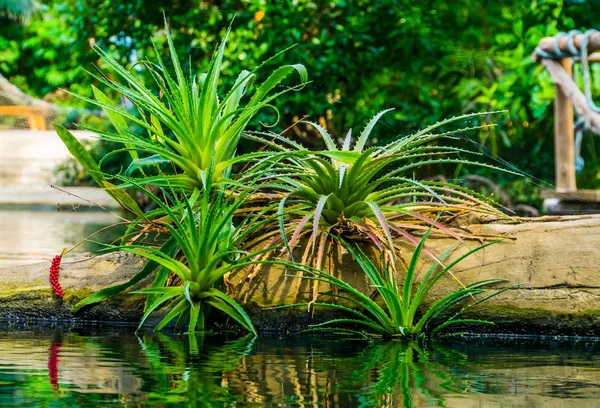 Belas plantas de aloe vera com água, cenário de jardim tropical, espécie de planta exótica popular — Fotografia de Stock