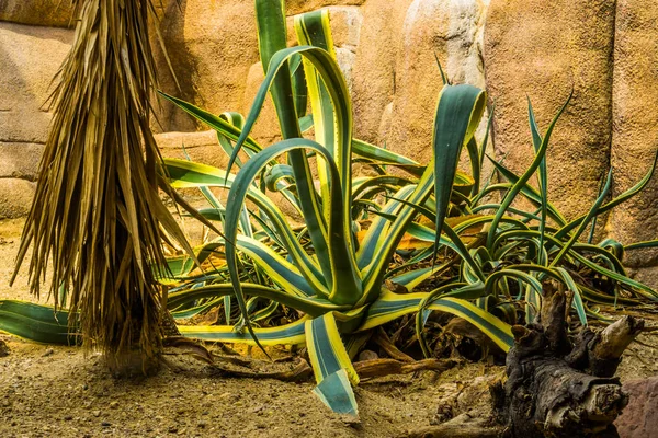 Planta sentinela grande com folhas verdes e amarelas em um jardim tropical, espécie de planta ornamental popular — Fotografia de Stock