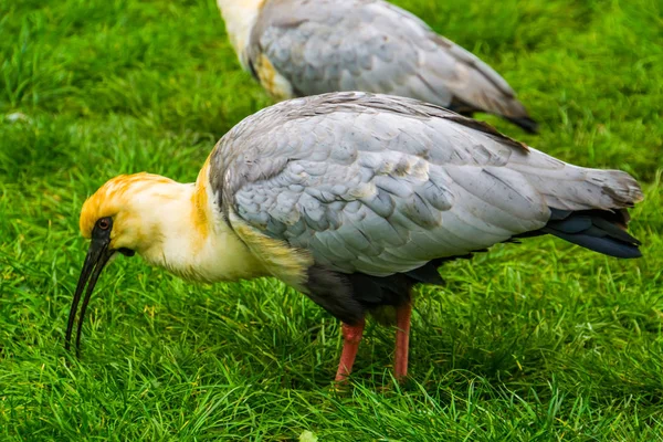 Közeli kép egy fekete arcú ibis keresi az élelmiszer a fűben, trópusi madárfaj Dél-Amerikából — Stock Fotó