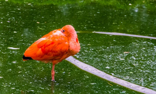 Closeup of a red scarlet ibis standing in the water and tucking its head in, colorful and tropical bird specie from America — Stock Photo, Image