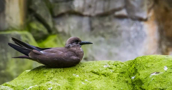 Gros plan d'une femelle inca tern assise sur un rocher, oiseau côtier d'Amérique, près d'une espèce animale menacée — Photo