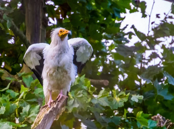 Avvoltoio egiziano bianco scuotendo le ali, specie di uccello Scavenger dall'Africa — Foto Stock