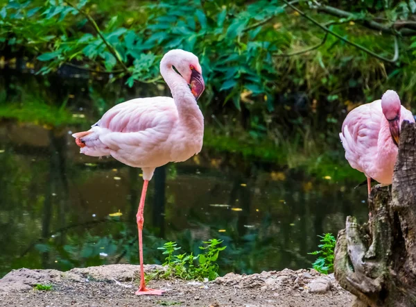 Flamant rose se tenant debout sur une jambe au bord de l'eau, près de l'espèce d'oiseau menacée d'Amérique — Photo