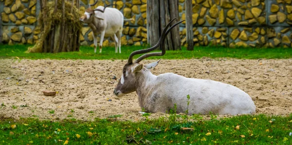White screwhorn antelope sitting down, critically endangered animal specie from Africa — 스톡 사진