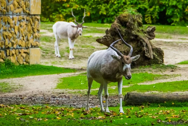 Closeup of a white screwhorn antelope walking towards camera, critically endangered animal specie from Africa — 스톡 사진