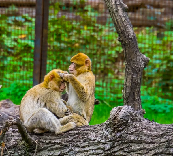 Primer plano de una pareja de macacos bárbaros aseo unos a otros, comportamiento típico mono social, especie animal en peligro de extinción de África — Foto de Stock