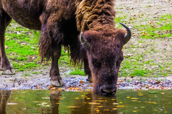 Gros plan sur le visage d'un bison européen eau potable, espèce animale vulnérable d'Europe — Photo