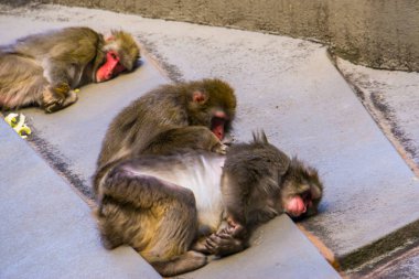 Japon makok çifti birbirini tımar ediyor, tipik sosyal primat davranışı, Japonya 'dan tropikal maymun türü.