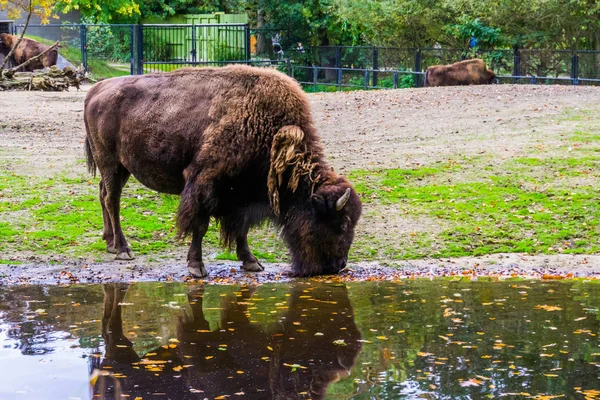 Gros plan d'une eau potable de bisons européens, espèce animale vulnérable d'Europe — Photo