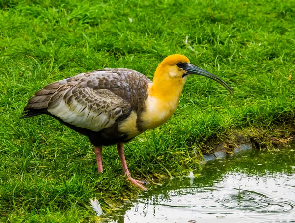 Közeli kép egy fekete arcú ibis ivóvíz, trópusi madárfaj Dél-Amerikából — Stock Fotó