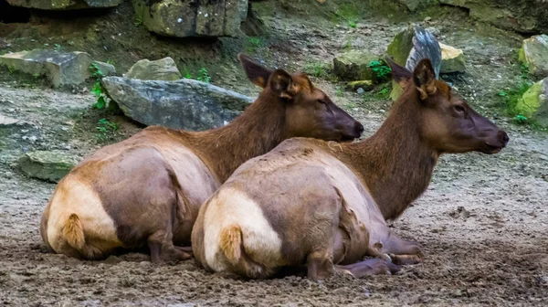 Vrouw wapiti paar zitten samen op de grond, tropisch hert soort uit Amerika — Stockfoto