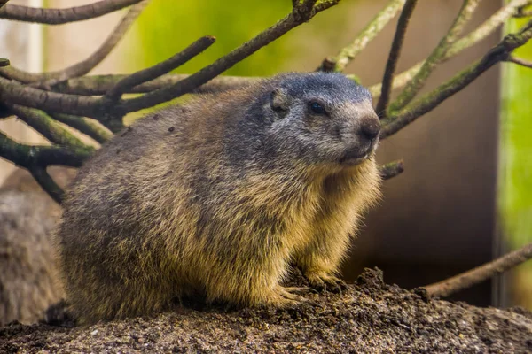 Hermoso retrato de cerca de una marmota alpina, especie de ardilla salvaje de los Alpes de Europa — Foto de Stock