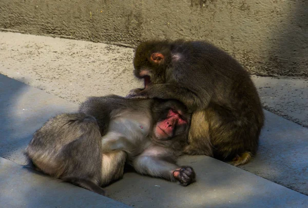 日本のマカク夫婦が密接にグルーミングし合う典型的な社会的霊長類の行動日本の熱帯猿の種 — ストック写真