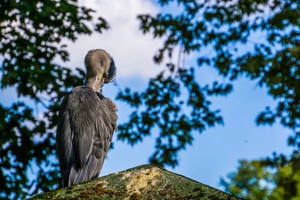 Primer plano de garza gris cebando sus plumas, especie de ave común de Eurasia — Foto de Stock