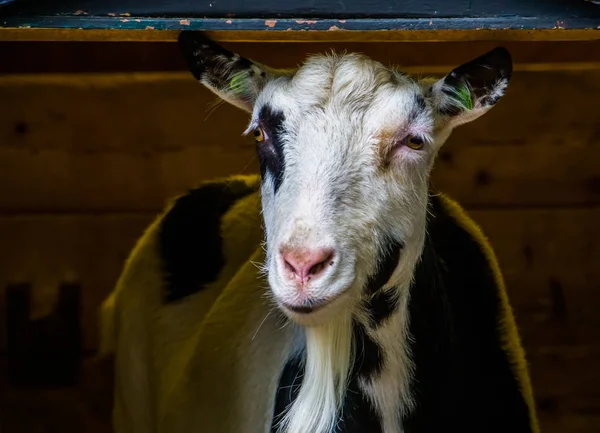 Close-up retrato de uma cabra doméstica, animal de fazenda adorável, animal de estimação popular — Fotografia de Stock