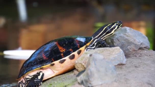Closeup Cumberland Slider Turtle Lifting Its Body Moving Popular Tropical — Stock Video