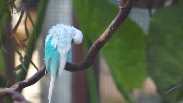 Közelkép Egy Kék Fehér Budgerigar Papagáj Trópusi Színes Papagáj Faj — Stock videók