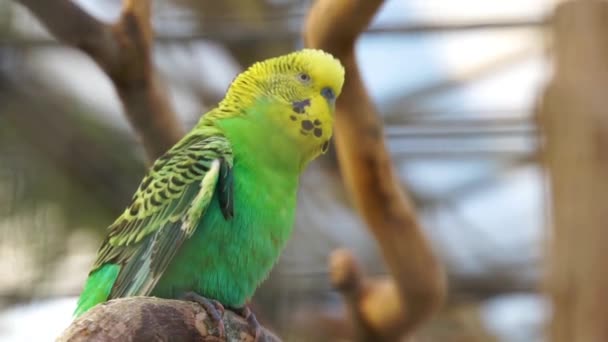 Closeup Budgerigar Parrot Popular Colorful Parakeet Specie Australia — Stock Video