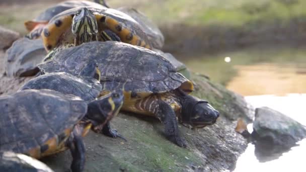 Detailní Záběr Hnízda Jezdeckých Želv Cumberland Oblíbený Druh Terrapin Ameriky — Stock video