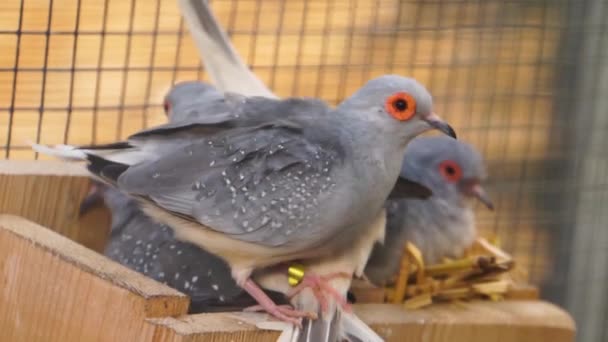 Closeup Diamond Dove Nest Tropical Pigeon Specie Australia — 비디오