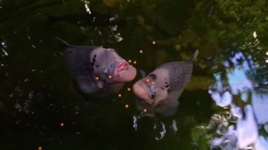 Asya 'dan popüler tropikal balık türü olan iki dev gouramis' in beslenmesine yakın çekim.