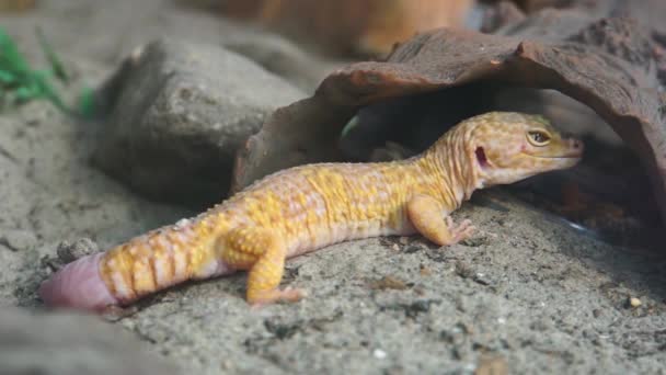 Close Gecko Leopardo Colorido Bocejo Espécie Réptil Tropical Popular — Vídeo de Stock