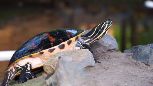 Nahaufnahme Einer Sperrigen Schildkröte Die Ihren Hals Hebt Einer Beliebten — Stockvideo