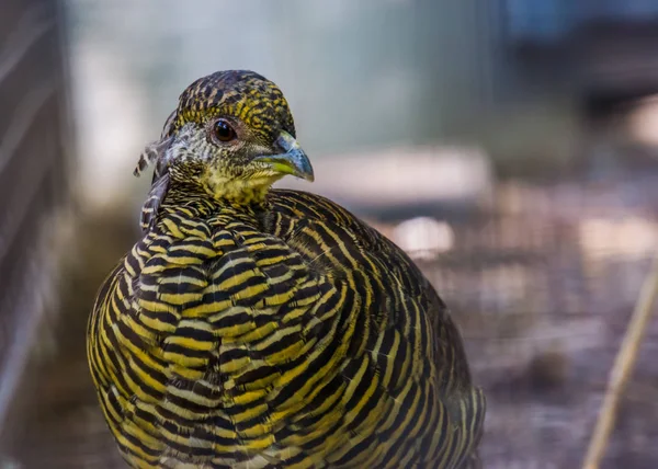 Fêmea faisão dourado rosto em close-up, espécie de pássaro tropical da china e da américa — Fotografia de Stock