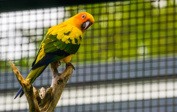 Porträt eines bunten Sonnensittichs auf einem Ast sitzend, tropischer kleiner Papagei aus Amerika, bedrohte Vogelart — Stockfoto