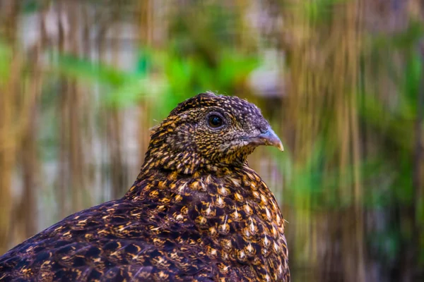 Faisan cramoisi femelle avec son visage en gros plan, espèce d'oiseau tropical des montagnes himalaya d'Asie — Photo