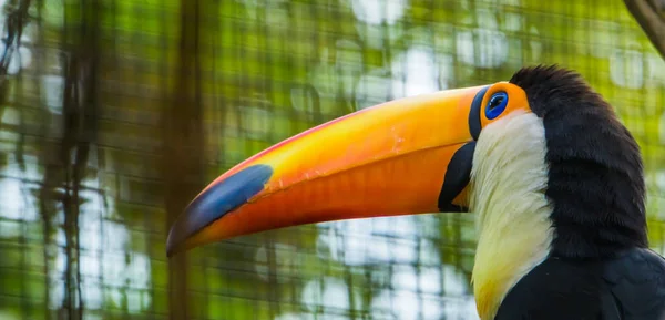 Toco Toucan a számlát és arcát a közelkép, gyönyörű trópusi madár Amerikából — Stock Fotó