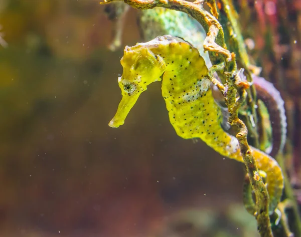 Caballito de mar común del estuario amarillo con manchas negras, mascota del acuario tropical del océano indo-pacífico —  Fotos de Stock