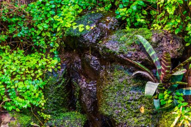 Tropikal bahçe arka planı, ıslak kayalıklı bitkiler ve akan su