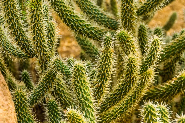Primer plano de las ramas de cactus, especie de planta tropical del desierto de América, fondo exótico de la naturaleza — Foto de Stock