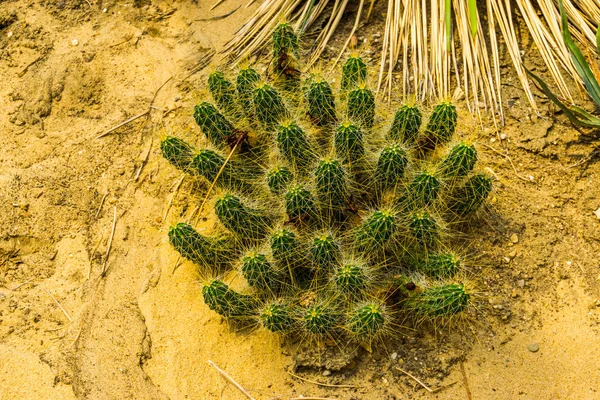 Primer plano de un gran cactus agrupado con espinas grandes, especie de planta tropical de América — Foto de Stock