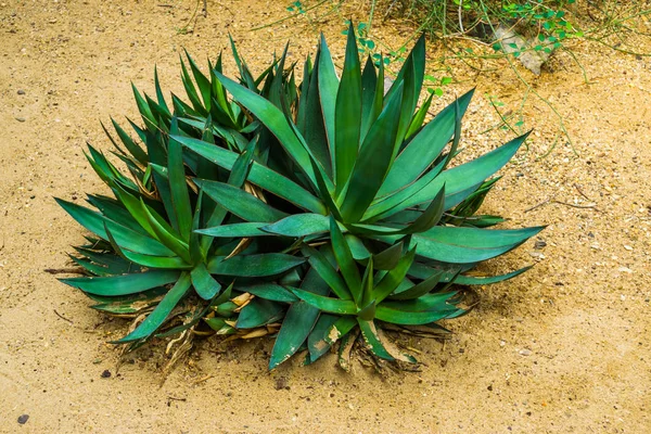 Primer plano de un lirio de palma, especie popular de yuca gloriosa, especie de planta tropical de América — Foto de Stock