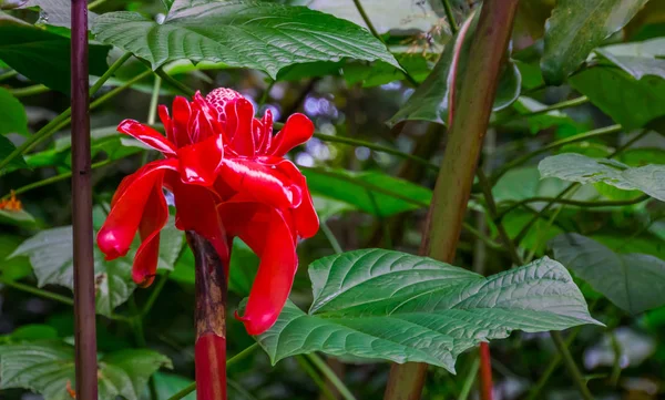 Kızıl zambak, Asya 'dan popüler tropikal bitki türü. — Stok fotoğraf