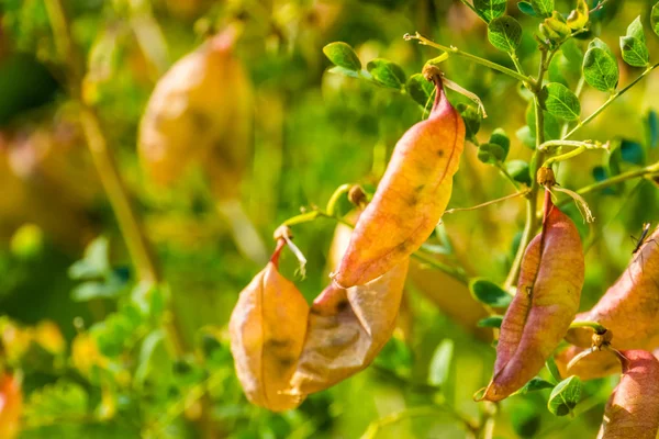 Close-up das vagens de sementes de um arbusto de bexiga senna, espécie de planta tropical da Europa e África — Fotografia de Stock