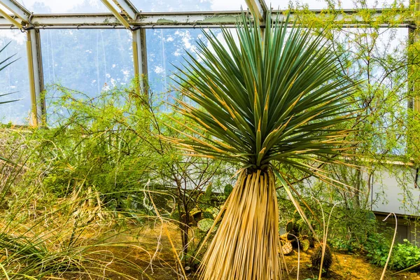 Closeup de uma árvore de iúca em um jardim tropical, espécie de planta perene exótica da América — Fotografia de Stock