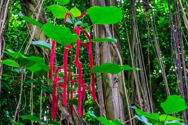 Primer plano de una planta de chenilla con amentos rojos, especie de arbusto tropical de Asia Fotos De Stock