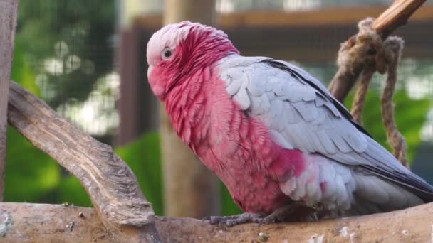 Nahaufnahme Eines Rosenbrustkakadus Auf Einem Ast Sitzend Bunte Papageienart Aus — Stockvideo