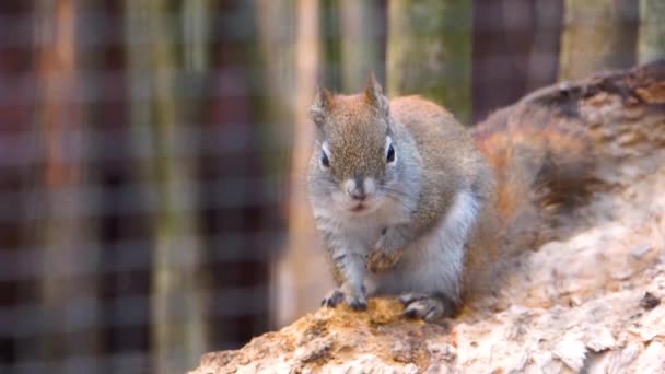 Niedliche Nahaufnahme Eines Amerikanischen Roten Eichhörnchens Beliebtes Tropisches Nagetier Aus — Stockvideo